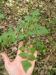 Gardeners in texas consider themselves blessed because they can plant their lettuce in two seasons: Foraging Texas Wild Lettuce