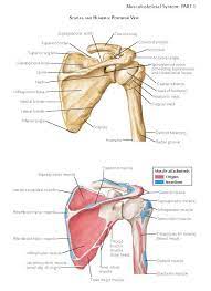 Bones And Joints Of Shoulder The Function Of The Upper Extremity Is Highly Dependent On Correlated Motion In The Fo In 2021 Bone And Joint Musculoskeletal System Joint