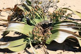 Image result for Welwitschia mirabilis