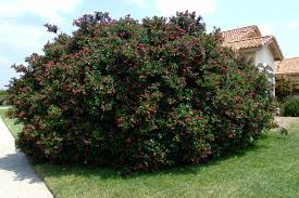 Image result for Escallonia