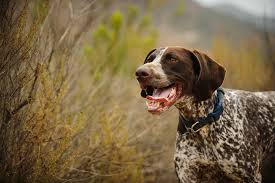 You'll also need major patience during their. 10 Pointer Dog Breeds