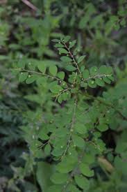 Image result for Phyllanthus omahakensis