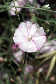 Image result for Convolvulus goyderi