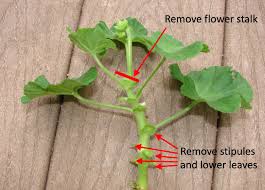 Image result for cuttings of geraniums