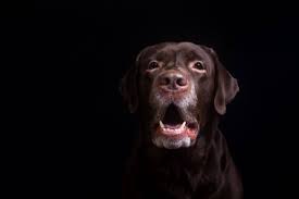 Why Does My Dog Cry At Night