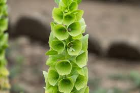 Image result for Moluccella