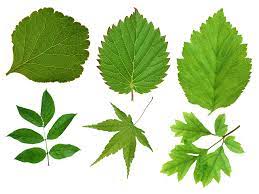 Green Leaves Png Image Green Leaves Leaves Green Leaf Background