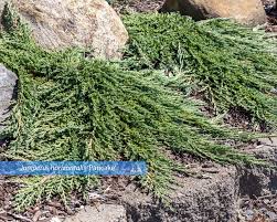Image result for Hunteria densiflora