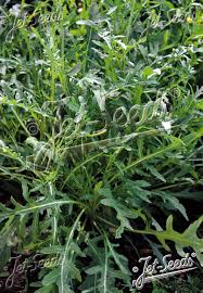 Image result for Diplotaxis tenuifolia