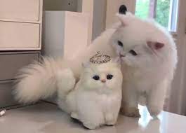 Demikian gambar gambar kucing lucu imut dan paling menggemaskan sedunia rencananya kami akan update sampai 5000 gambar tetapi karena berbagai hal tidak terlaksana. 20 Kucing Lucu Sedunia Manakah Yang Paling Lucu