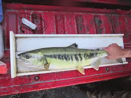 Oncorhynchus keta infra autumnalis berg, 1932: Female Chum Salmon Oncorhynchus Keta Captured In The Midway Road Download Scientific Diagram