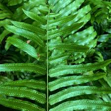 Image result for Nephrolepis biserrata