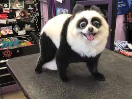 Dog Hair Dye Super Black Pd12 Dog Hair Dye Dog Dye Dog Hair