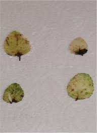 Image result for Endostemon obtusifolius