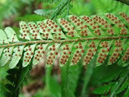 Image result for Arachniodes