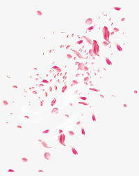 Bunga, bunga, bunga, bunga poppy merah muda dengan latar belakang biru, merangkai bunga, cabang png. Pink Rose Petal Falling Png Gambar Bunga Untuk Edit Picsart Transparent Png Free Download On Tpng Net