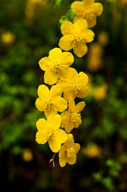 1,777 likes · 2 talking about this · 81 were here. Online Experience Flower Hunting In Kyoto With Mori The Doggo Craft Tabby