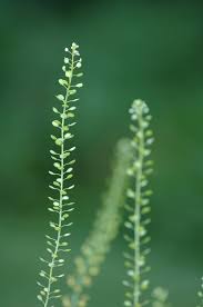 Image result for Lepidium