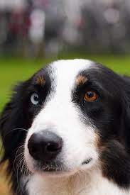 Heterochromia Different Colored Eyes Border Collie Collie