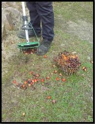 Biasanya dari 5 buah pohon kelapa sawit kelapa sawit terdapat 1 tandan buah matang panen. Untitled Document