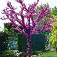 Judas Tree Seeds Cercis Siliquastrum Price 1 95