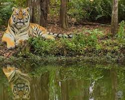 Refuting Netflix Tiger King Big Cat Rescue