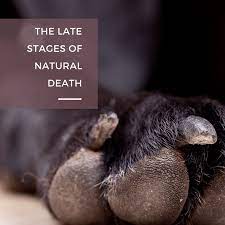 Their mouths involuntarily convulse and they might end up biting your hands. 15 Signs A Dog Is Dying What To Do When Your Dog S Health Declines Pethelpful