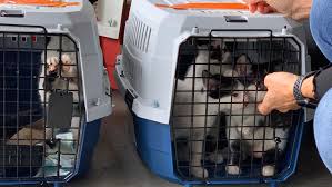 We believe that all dogs deserve a second chance at a new life. More Than 600 Rescue Dogs And Cats Arrive In Pacific Nw From Hawaii Katu