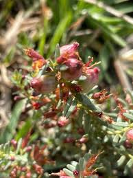 Image result for Rhynchosia zernyi