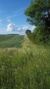 Using a biological control does not eradicate the parasite but controls it, so it is manageable and natural. Case Study Carabid Beetles For Natural Enemy Pest Control Farm Wildlife