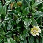 Image result for Nananthus vittatus