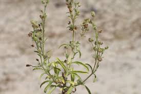 Image result for Vahlia