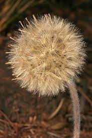 Image result for Gerbera piloselloides