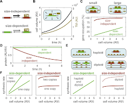 Maybe you would like to learn more about one of these? Dilution And Titration Of Cell Cycle Regulators May Control Cell Size In Budding Yeast