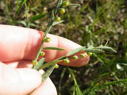 Image result for Phyllanthus maderaspatensis