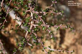 Image result for Jatropha campestris