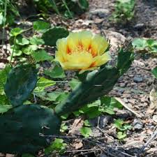 Water prickly pear during the summer for the first year it's in place. Opuntia Humifusprickly Pear Cactus Dropseed