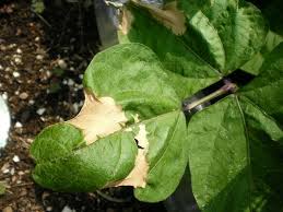 猛烈な暑さと直射日光で葉が枯れた じいじの野菜づくり