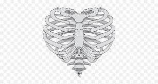 Check out our anatomy ribs selection for the very best in unique or custom, handmade pieces from our shops. Rib Cage Heart Human Skeleton Anatomy Skeleton Hand Png Heart Shaped Rib Cage Skeleton Hand Png Free Transparent Png Images Pngaaa Com