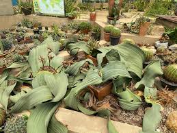 Image result for Raphionacme welwitschii