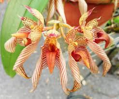 Image result for Bulbophyllum ballii