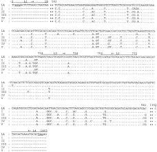 Maybe you would like to learn more about one of these? Multi Site Dna Polymorphism Analyses Of Leishmania Isolates Define Their Genotypes Predicting Clinical Epidemiology Of Leishmaniasis In A Specific Region