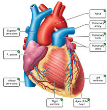 (a) the heart is primarily made of a thick muscle layer, called the myocardium, surrounded by membranes. Heart Lab Flashcards Quizlet