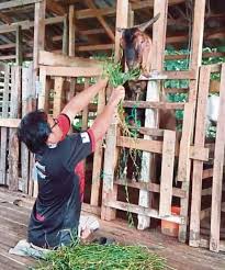 Sesuai dengan namanya kandang ini digunakan khusus untuk indukan kambing yang baru melahirkan dan menyusui anaknya. Video Tak Mengharap Simpati Lelaki Oku Kudung Kaki Ini Ternak Kambing Sara Keluarga Yoy Network