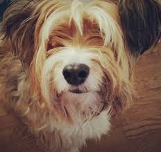 Yorkshire Terrier X Shetland Sheepdog Sheltie Mix Yorkeltie Yorkshireterrier Shetland Sheepdog Yorkshire Terrier Shetland Sheepdog Puppies