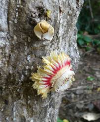 Image result for Lecythidaceae