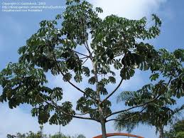 Image result for Cecropia pachystachya