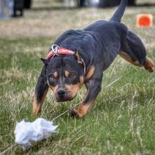 All Black American Bully Xl Black Tri American Bully American Bully Bullying American