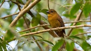 Image result for Antherotoma densiflora