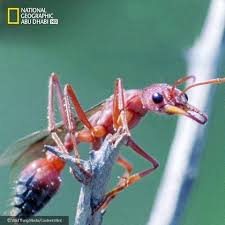طرائف و عجائب Timeline Animals